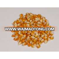 High quality Maize Dried Corn