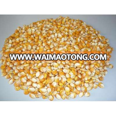 Cracked yellow Maize/ Corn for animals