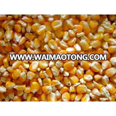 Best quality yellow maize for animal feeds